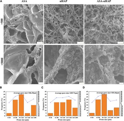 Corrigendum: Osteogenic and anti-inflammatory effect of the multifunctional bionic hydrogel scaffold loaded with aspirin and nano-hydroxyapatite